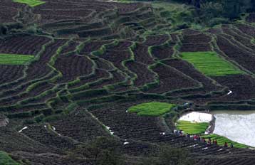 Νέα ποικιλία ρυζιού δεν ενοχλείται από τις πλημμύρες