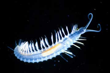 Φωτεινές «βόμβες» προστατεύουν θαλάσσια σκουλήκια