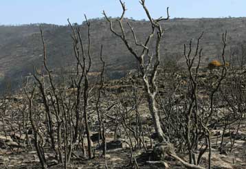 Τις πληγές της μετρά η Αττική, καθώς υποχωρούν τα πύρινα μέτωπα