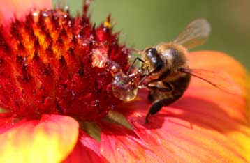 Νέα θεωρία για την ανησυχητική παρακμή των μελισσών