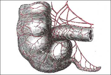 Η σκωληκοειδής απόφυση «τελικά δεν είναι άχρηστη»
