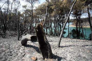Απαγορεύεται η βοσκή και το κυνήγι στις καμένες περιοχές