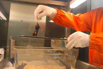 Ο νόμος της ΕΕ για την ασφάλεια των χημικών «θα αυξήσει τις δοκιμές σε ζώα»