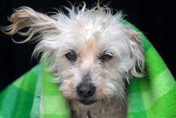 Μόλις τρία γονίδια ελέγχουν το τρίχωμα στους σκύλους