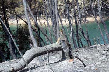 Ευθύνες για τουλάχιστον ένα άτομο «βγάζει» η έρευνα για τη φωτιά στη ΒΑ Αττική