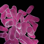 Ο γαλακτοβάκιλος ενισχύει την θεραπεία της βακτηριακής κολπίτιδας