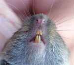 Ιάπωνες ερευνητές κατάφεραν να ξαναφυτρώσουν δόντια σε ενήλικους ποντικούς