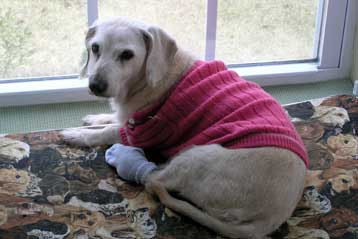 Απεβίωσε, στα 21, ο γηραιότερος σκύλος του κόσμου