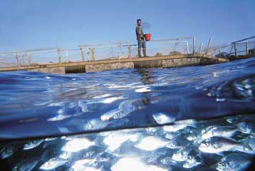 Το ήμισυ της παγκόσμιας ζήτησης σε ψάρια καλύπτουν πλέον οι ιχθυοκαλλιέργειες