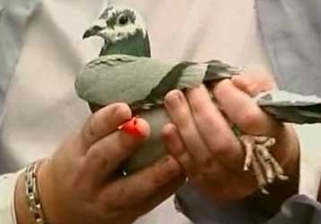 Τα ταχυδρομικά περιστέρια ταχύτερα από το Διαδίκτυο στη Ν.Αφρική