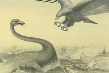 Εξαφανισμένος αετός της Ν.Ζηλανδίας «μπορούσε να φάει παιδάκια»