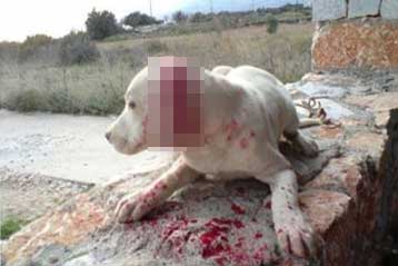 Διαμαρτυρία για την κακοποίηση σκύλου στην Κρήτη