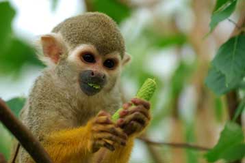 Γονιδιακή θεραπεία διορθώνει τη δυσχρωματοψία σε πιθήκους