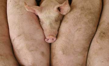 Για μια δεκαετία κρυβόταν στους χοίρους ο ιός της νέας γρίπης