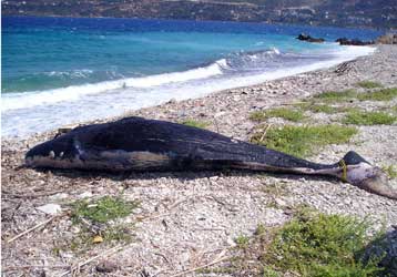 «Ανησυχητική αύξηση» στα θηλαστικά που εκβράζονται στο Αιγαίο