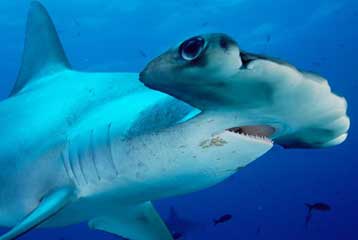 Στο μικρό Παλάου το πρώτο καταφύγιο για καρχαρίες