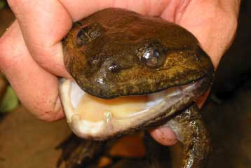 Βάτραχος με δόντια και δεκάδες ακόμα είδη ανακαλύφθηκαν στον Μεκόνγκ