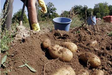 Το γονιδίωμα της πατάτας υπόσχεται καλύτερες σοδειές