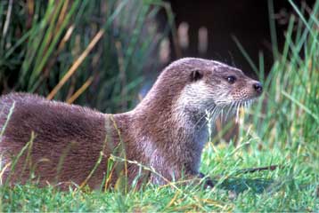 Εθνικό Πάρκο θεσμοθετείται στην περιοχή Χελμού και Βουραϊκού