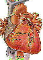 Μαγνητικά βλαστοκύτταρα αντιμετωπίζουν τα εμφράγματα