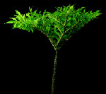 Η γλυκομαννάνη δίνει λύση στην ανεπάρκεια πρόσληψης φυσικών ινών