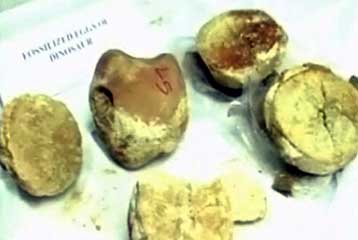 Απολιθωμένες φωλιές δεινοσαύρων έρχονται στο φως στην Ινδία