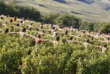 Επτακόσιοι Γάλλοι ποζάρουν γυμνοί σε αμπελώνα μπροστά στον φακό του Σπ.Τιούνικ