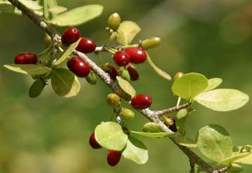 Συγκρατημένη αισιοδοξία για το πρώτο εμβόλιο κατά της κοκαΐνης