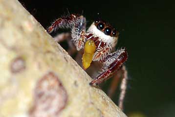 Μοναδική αράχνη της Αμερικής αρκείται στη χορτοφαγία