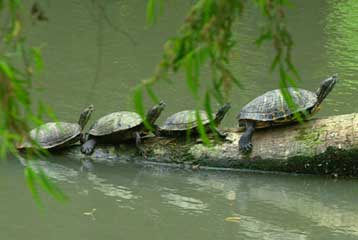 Δεκάδες Αμερικανοί κόλλησαν σαλμονέλα από κατοικίδια χελωνάκια