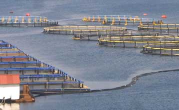 Αναστέλλεται η συγχώνευση των Ιχθυοτροφεία Σελόντα και Interfish Ιχθυοκαλλιέργειες