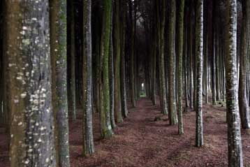 Google και διαστημικές υπηρεσίες συνεργάζονται για την παρακολούθηση των δασών