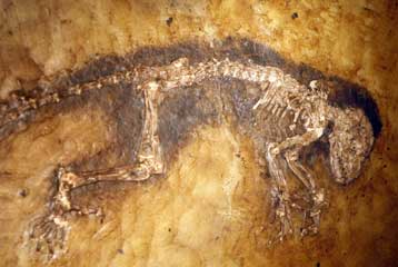 Διαψεύδεται ο ισχυρισμός για τον «χαμένο κρίκο της εξέλιξης των πρωτευόντων»