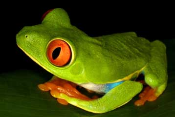 Καρδιακή ανακοπή, η αιτία της μαζικής εξαφάνισης των βατράχων