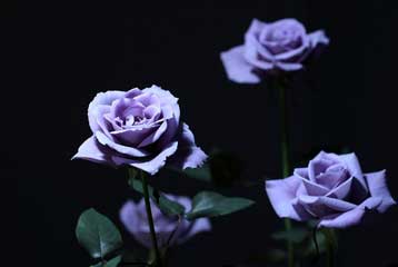 «Μεταλλαγμένο» γαλάζιο τριαντάφυλλο φτάνει στα ιαπωνικά ανθοπωλεία