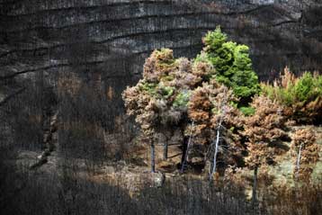 Σε δημόσια διαβούλευση το νομοσχέδιο για τα «καμένα» της Αττικής