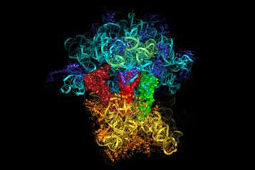 Νόμπελ Χημείας για το ριβόσωμα, το «εργοστάσιο» που παράγει πρωτεΐνες