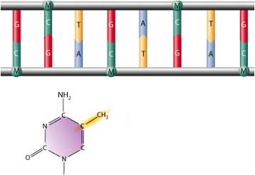 Ερευνητική κοινοπραξία χαρτογραφεί τους «διακόπτες» των γονιδίων