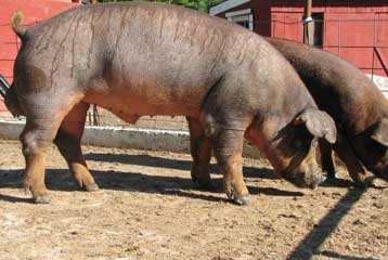 Καλύτερο χοιρινό, καλύτερη υγεία υπόσχεται το γονιδίωμα του γουρουνιού