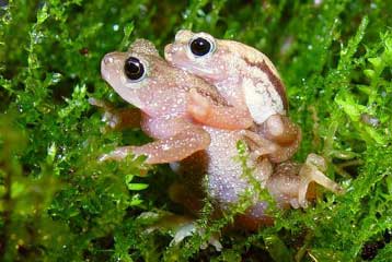Ποτάμια και λίμνες απονεκρώνονται, προειδοποιεί η Κόκκινη Λίστα