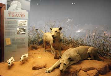 Οι άνθρωποι βρίσκονταν συχνά στο μενού για τα θρυλικά λιοντάρια του Τσάβο