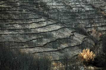 Ολιγοήμερη καθυστέρηση στο νομοσχέδιο για τα καμένα της Αττικής