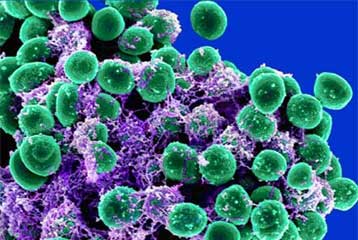 Πλούσια μικροβιακά οικοσυστήματα ακμάζουν στο ανθρώπινο σώμα