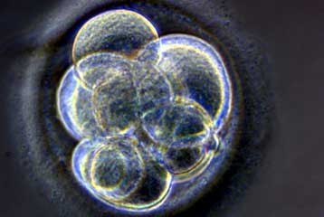 Η Βρετανία αναζητά κατευθυντήριες γραμμές για την εισαγωγή ανθρώπινου DNA σε ζώα