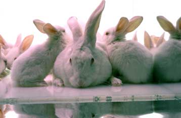 Καλλιεργημένα πέη δοκιμάζονται με επιτυχία σε κουνέλια
