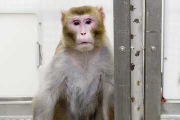 Γονιδιακή θεραπεία προσφέρει μυική ενδυνάμωση σε πειραματόζωα