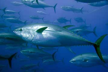 «Οχι» στην απαγόρευση αλιείας του σπάνιου ερυθρού τόνου