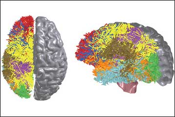 Υπερυπολογιστής της IBM προσομοιώνει τον εγκέφαλο της γάτας