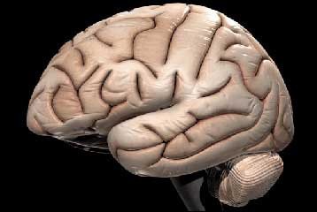 Οι κανίβαλοι της Παπούα δεν φοβούνται τη σπογγώδη εγκεφαλοπάθεια