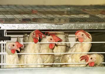 Έρευνα για τις συνθήκες εκτροφής των κοτόπουλων ξεκινά στις ΗΠΑ